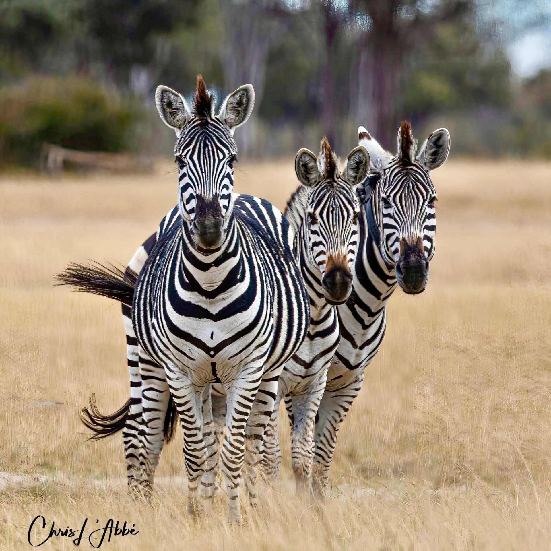 3 zebras